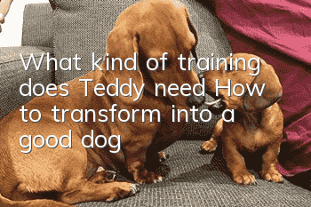 What kind of training does Teddy need? How to transform into a good dog?