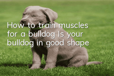 How to train muscles for a bulldog? Is your bulldog in good shape?