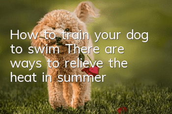 How to train your dog to swim? There are ways to relieve the heat in summer