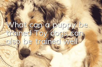 What can a puppy be trained? Toy dogs can also be trained well