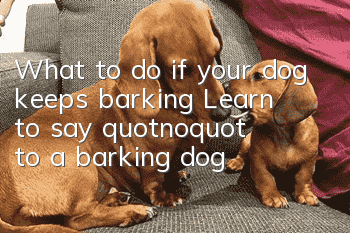 What to do if your dog keeps barking? Learn to say "no" to a barking dog