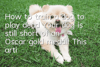 How to train a dog to play dead? Your dog is still short of an Oscar gold medal. This article