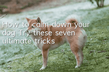 How to calm down your dog? Try these seven ultimate tricks