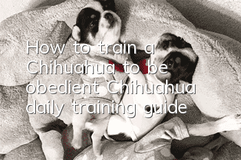 How to train a Chihuahua to be obedient? Chihuahua daily training guide