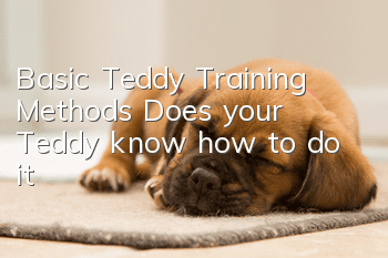 Basic Teddy Training Methods: Does your Teddy know how to do it?