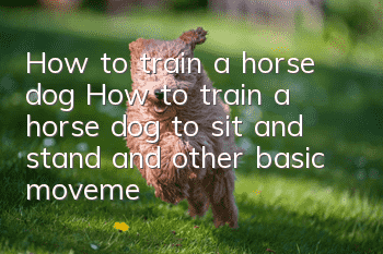 How to train a horse dog? How to train a horse dog to sit and stand and other basic movements
