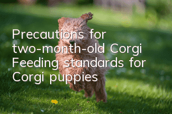 Precautions for two-month-old Corgi Feeding standards for Corgi puppies