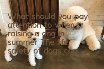 What should you pay attention to when raising a dog in summer? The life safety of dogs cannot be ignored