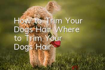 How to Trim Your Dog's Hair Where to Trim Your Dog's Hair