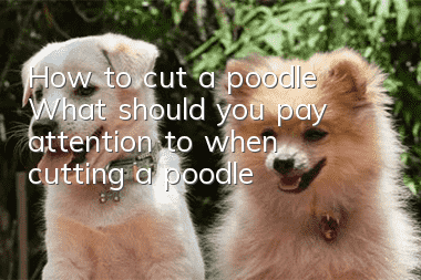 How to cut a poodle? What should you pay attention to when cutting a poodle?
