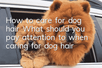 How to care for dog hair? What should you pay attention to when caring for dog hair?
