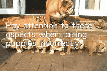 Pay attention to these aspects when raising puppies incorrectly