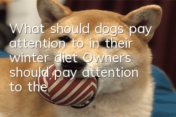 What should dogs pay attention to in their winter diet? Owners should pay attention to these aspects