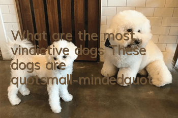 What are the most vindictive dogs? These dogs are "small-minded"