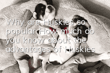 Why are Huskies so popular? How much do you know about the advantages of Huskies?