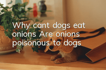 Why can’t dogs eat onions? Are onions poisonous to dogs?