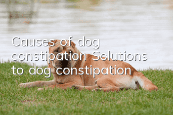Causes of dog constipation Solutions to dog constipation