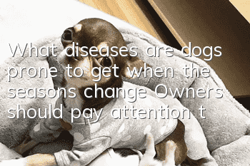 What diseases are dogs prone to get when the seasons change? Owners should pay attention to these diseases