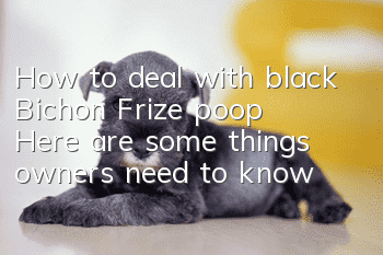 How to deal with black Bichon Frize poop: Here are some things owners need to know