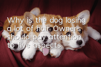 Why is the dog losing a lot of hair? Owners should pay attention to five aspects