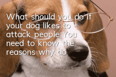 What should you do if your dog likes to attack people? You need to know the reasons why dogs attack people.