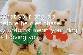What your dog did before he died: these symptoms mean your dog is leaving you