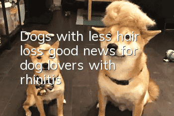 Dogs with less hair loss, good news for dog lovers with rhinitis