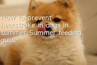 How to prevent heatstroke in dogs in summer? Summer feeding guide