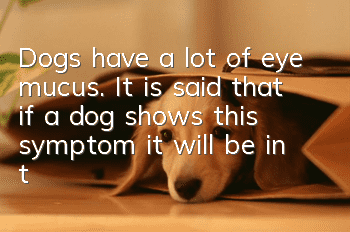 Dogs have a lot of eye mucus. It is said that if a dog shows this symptom, it will be in trouble!