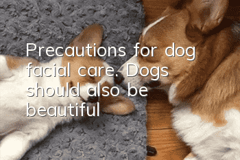 Precautions for dog facial care. Dogs should also be beautiful