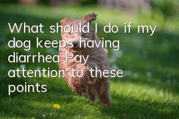 What should I do if my dog ​​keeps having diarrhea? Pay attention to these points