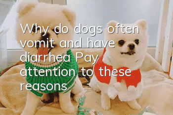 Why do dogs often vomit and have diarrhea? Pay attention to these reasons