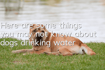 Here are some things you may not know about dogs drinking water!