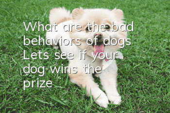 What are the bad behaviors of dogs? Let’s see if your dog “wins the prize”