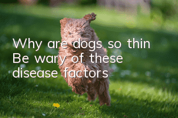Why are dogs so thin? Be wary of these disease factors