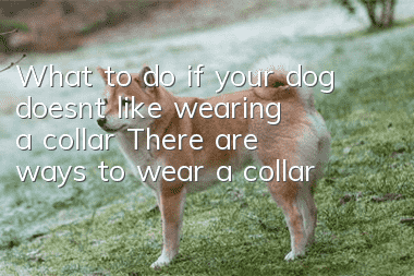 What to do if your dog doesn’t like wearing a collar? There are ways to wear a collar
