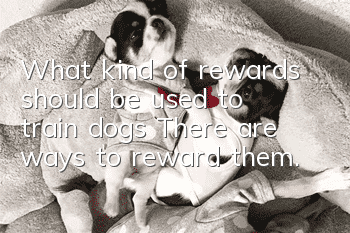 What kind of rewards should be used to train dogs? There are ways to reward them.