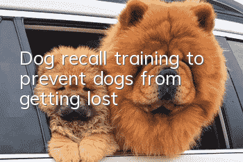 Dog recall training to prevent dogs from getting lost