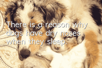 There is a reason why dogs have dry noses when they sleep.