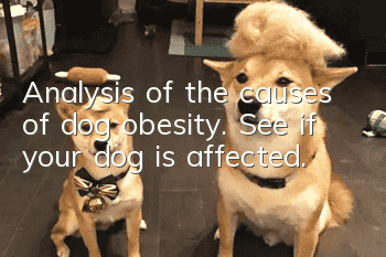 Analysis of the causes of dog obesity. See if your dog is affected.