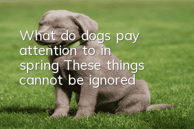What do dogs pay attention to in spring? These things cannot be ignored