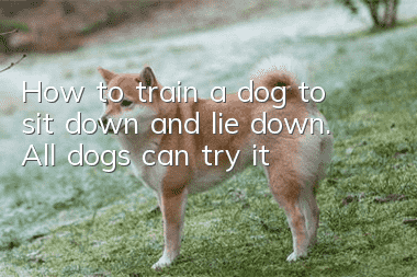 How to train a dog to sit down and lie down. All dogs can try it