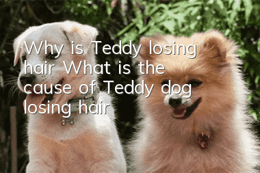 Why is Teddy losing hair? What is the cause of Teddy dog losing hair?