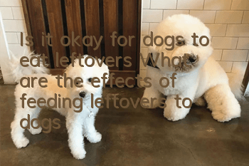 Is it okay for dogs to eat leftovers? What are the effects of feeding leftovers to dogs?