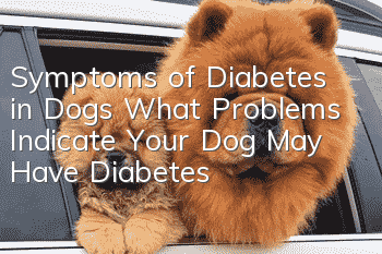 Symptoms of Diabetes in Dogs What Problems Indicate Your Dog May Have Diabetes