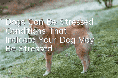Dogs Can Be Stressed Conditions That Indicate Your Dog May Be Stressed