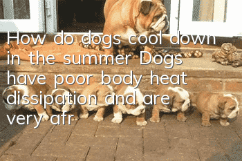 How do dogs cool down in the summer? Dogs have poor body heat dissipation and are very afraid of heat. How to cool down in the summer