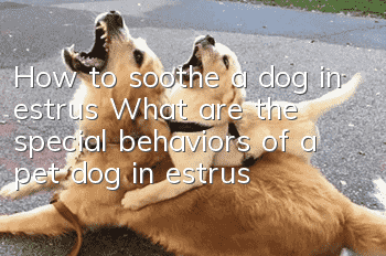 How to soothe a dog in estrus? What are the special behaviors of a pet dog in estrus?
