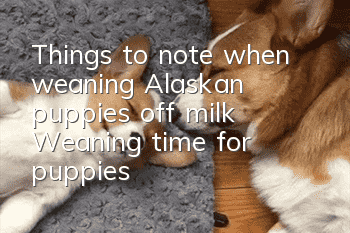 Things to note when weaning Alaskan puppies off milk Weaning time for puppies