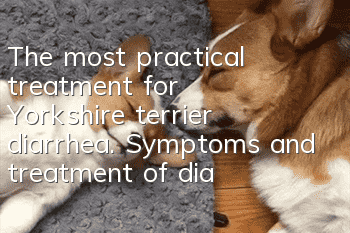 The most practical treatment for Yorkshire terrier diarrhea. Symptoms and treatment of diarrhea in dogs.